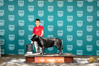 Labrador Retriever #344 Fri 1st NoviceJr Judge Alan Krenek