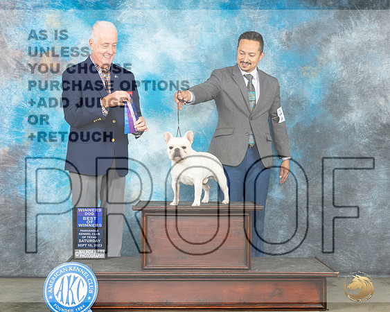 French Bulldog #9 Sat WBBOW Judge Judy Brown_JP_4575e_Amarillo2023_HR3