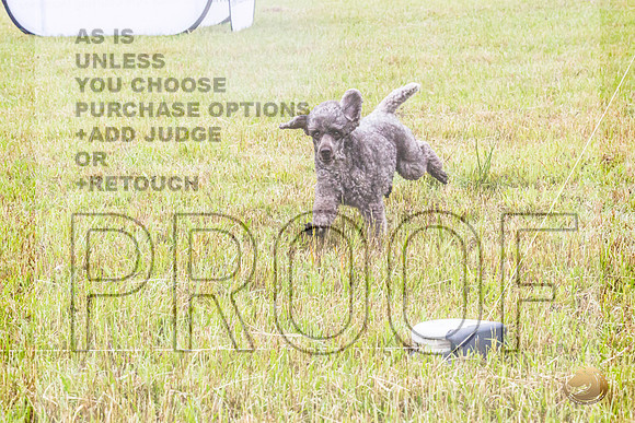 Poodle Std Misty Sat 2_JJL_1041_BatesvilleMS_2024_HR3