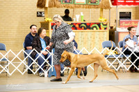 Rhodesian Ridgeback Winners Bitch Sat Ring