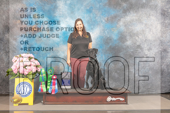 Labrador Retriever #54 THUR Obedience Judge Nancy Watson_MJ_3927_Houston_2022_HR3