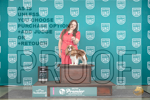 Cavalier King Charles Spaniel #784 Thur T10BOB Judge Sharon Griffin__JP_0761_Premier_2024_HR3