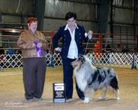 Collie Rough #29 Fri WD