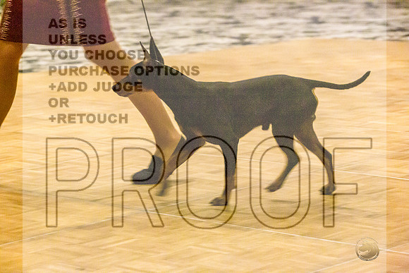 Manchester Terrier MTOY Candids-JJL_2182-Hstn2022_HR3
