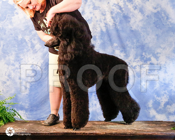 PoodSt-1071-HstnMar2014-HR3