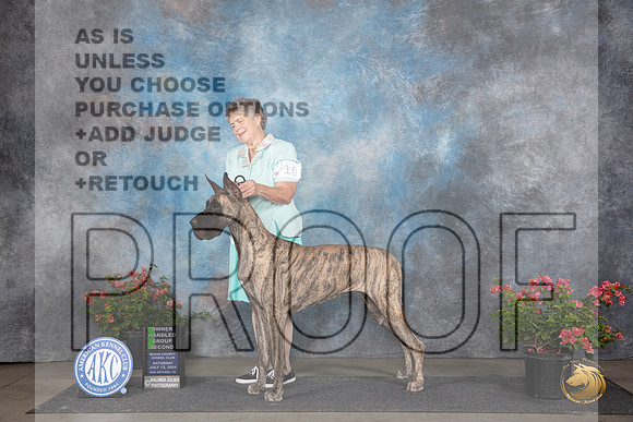 Great Dane #10 Sat OHG2 Judge Karen McFarlane __JP_5343_San Antonio_2024_HR3