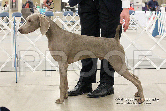 Weim-1421