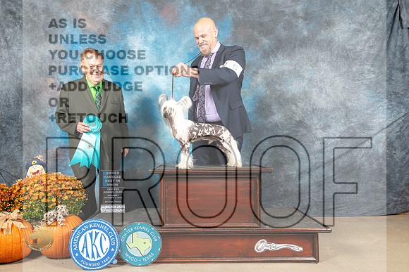 Chinese Crested #5 Sat OHBIS Judge Del Richards_MJ_6208_Belton_2022_HR3