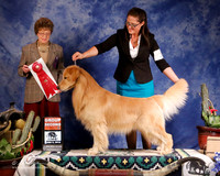 Golden Retriever #35 Sun G2 Cassella James & Jayne  &Julie & Ron Bell Agent Clint Livingston Judge P Trotter