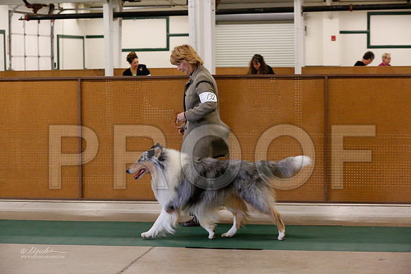Collie-9407-NormNov13-HR