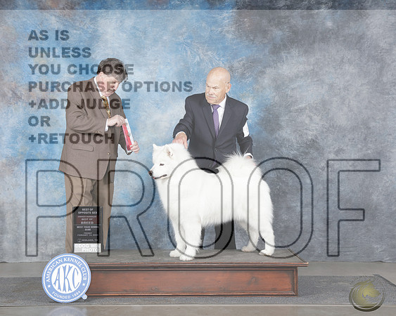 Samoyed #8 Fri BOB OHBOB Judge Jon ColeSamoyed #8 Fri BOB OHBOB Judge Jon Cole_WP_5617e-Midland 2025-HR3