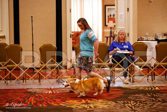 _JJ_1518-HstnCorgiFeb2015-HR3