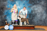 American Staffordshire Terrier #7 Sun WDBOBOHBO Judge Pamela Wilson