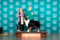 Australian Shepherd #214 Fri ARBIS Judge Tracey Kallas