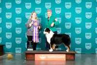 Australian Shepherd #214 Fri ABIS Judge Malinda Julien