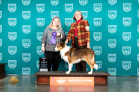 English Shepherd #237 Fri BOB Judge Malinda Julien