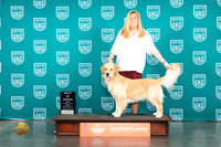 Golden Retriever #258 Fri BOB Judge Valerie Piltz