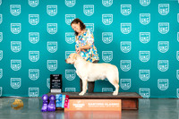 Labrador Retriever #170 Fri BOB Judges Mary Ellen Meyer Malinda Julien
