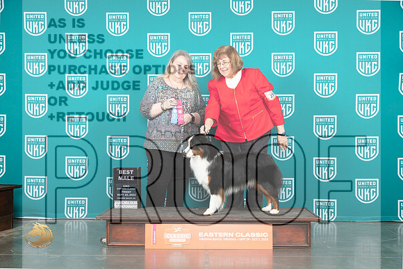 Miniature American Shepherd #259 Fri BM Judge Malinda Julien_JP_5190_UKCVA2023_HR3