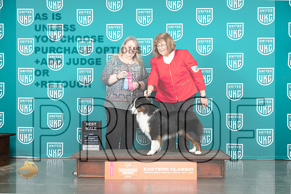 Miniature American Shepherd #259 Fri BM Judge Malinda Julien_JP_5191_UKCVA2023_HR3