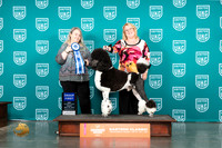 Poodle Std MC #217 Fri G1 Judge Malinda Julien
