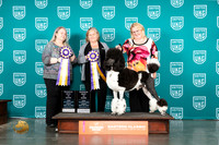 Poodle Std MC #271 Fri RBIS Judge Tracey Kallas