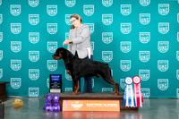 Rottweiler #174 Fri G1