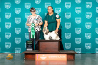 Shih Tzu #138 Fri G3 Judge Sheree Sanchez