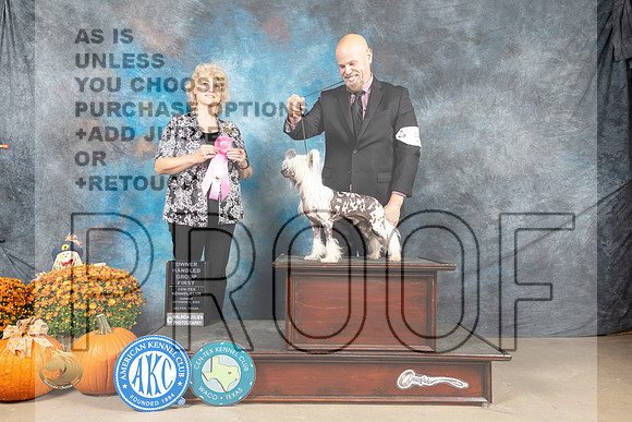 Chinese Crested #5 Sun OHG1 Judge Lisa Graser_MJ_6787_Belton_2022_HR3