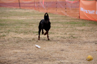 *Precision Coursing Longview WA 2024 Doberman Pinscher