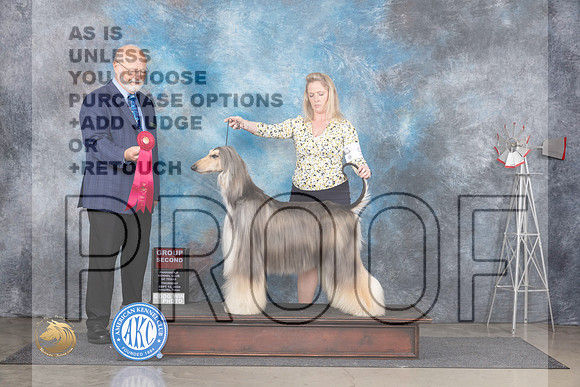 Afghan Hound #9 Thurs G2 Judge Gary Andersen__JP_4906_Amarillo_2024_HR3