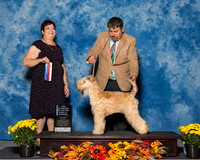 Wheaten Terriers #6 Sat NC BOW Maj Smith Timothy Traci Charles Spencer Judge Mrs Pamela B Peat