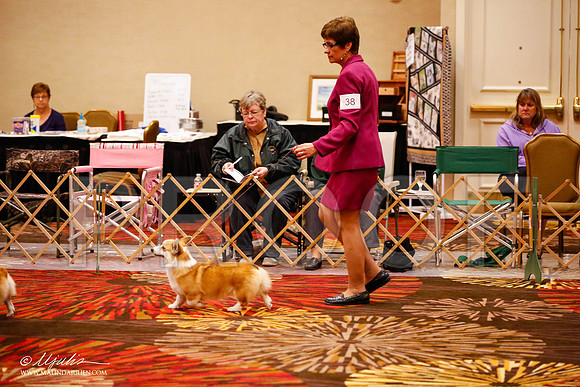 _JJ_0122-HstnCorgiFeb2015-HR3