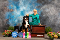 Bernese Mountain Dog #6 Sun NOHS Platinum