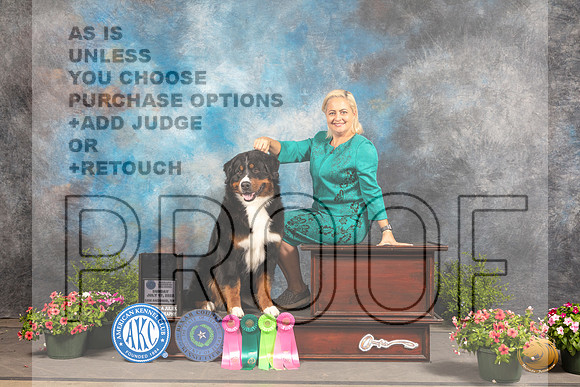 Bernese Mountain Dog #6 Sun NOHS Platinum_MJ_1786_SA_2022_HR3