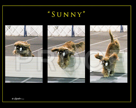 Sunny1web