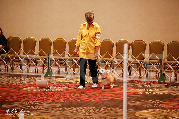 _JJ_7520-HstnCorgiFeb2015-HR3