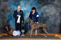 Greyhound #6 Fri G4 Judge Tim Robbins