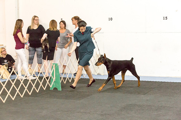 Doberman Pinscher Sat S1 Destani Mize-AddisonUKC_JJL1297-HR3
