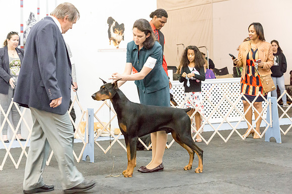Doberman Pinscher Sat S1 Destani Mize-AddisonUKC_JJL1306-HR3
