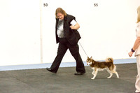 Alaskan Klee Kai Sat S1 Sheila Sweet