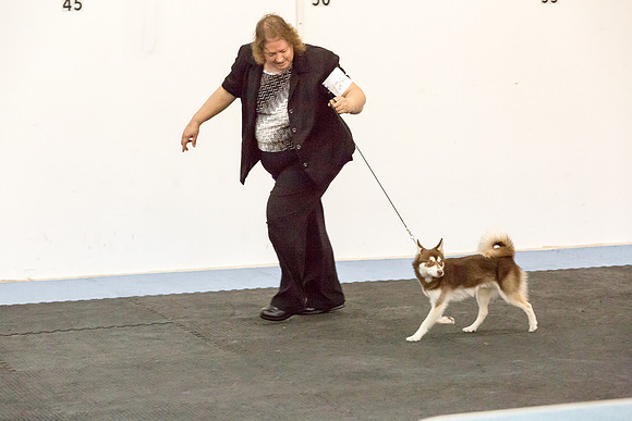 Klee Kai Sat S1 Sheila Sweet-AddisonUKC_JJL1310-HR3