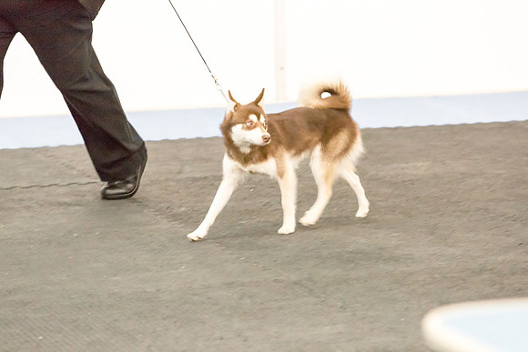 Klee Kai Sat S1 Sheila Sweet-AddisonUKC_JJL1312-HR3