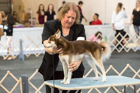 Klee Kai Sat S1 Sheila Sweet-AddisonUKC_JJL1324-HR3