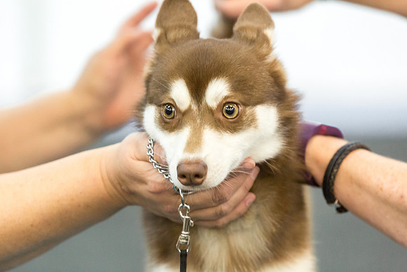 Klee Kai Sat S1 Sheila Sweet-AddisonUKC_JJL1329-HR3