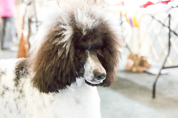 Poodle Sat S1 Mona Stilson-AddisonUKC_JJL1725-HR3