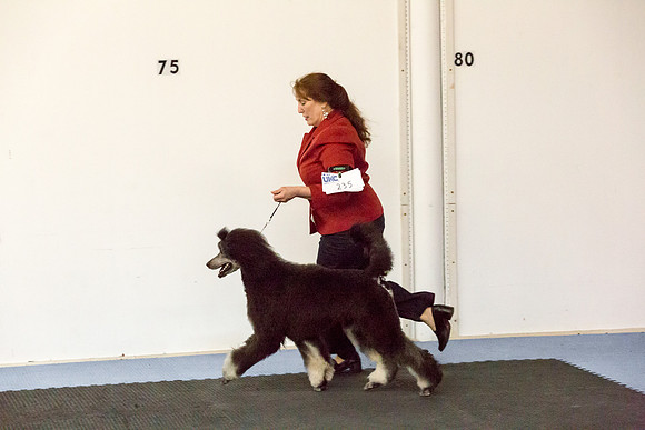 Poodle Sat S1 Mona Stilson-AddisonUKC_JJL1734-HR3