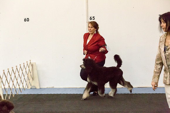 Poodle Sat S1 Mona Stilson-AddisonUKC_JJL1740-HR3