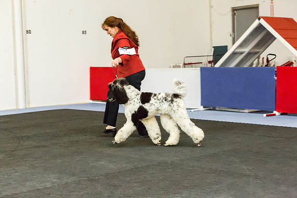 Poodle Multi Colored Sat S1 Mona Stilson 2-AddisonUKC_JJL1768-HR3
