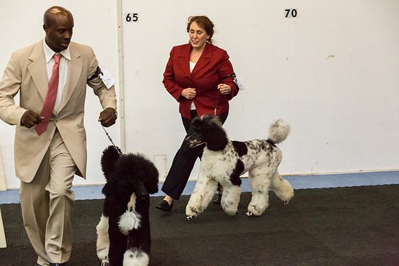 Poodle Multi Colored Sat S1 Mona Stilson 2-AddisonUKC_JJL1786-HR3